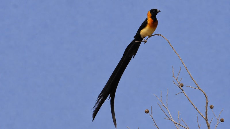 Exclamatory Paradise Whydah male in spectacular breeding plumage