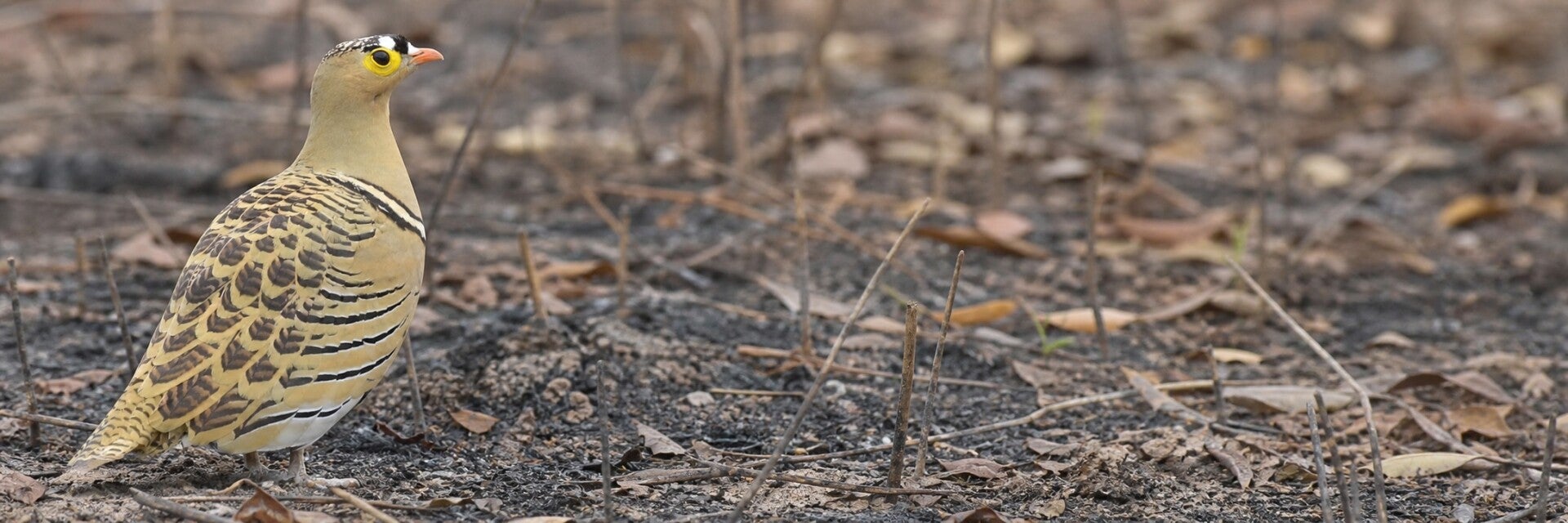 Four-banded Sandgrouse in The Gambia