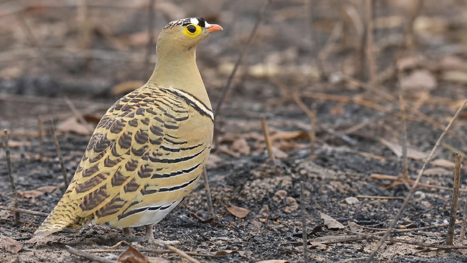 Four-banded Sandgrouse a handsome ground bird which when flushed explodes into the air before dissapearing into the distance