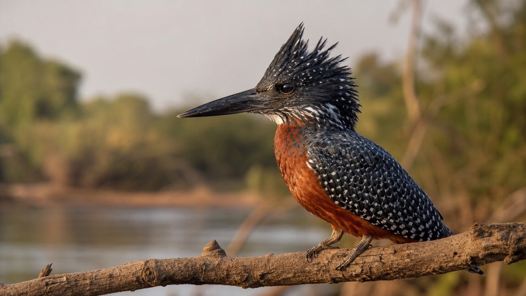 GIANT KINGFISHER usually secretive and under cover but here perched in full view