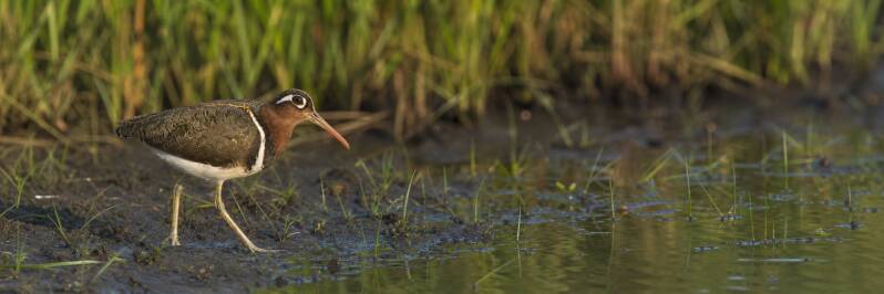 Greater Painted-snipe in The Gambia