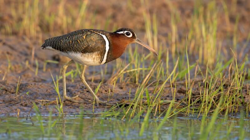 Greater Painted-snipe a beutiful snipe of water surrounded by trees