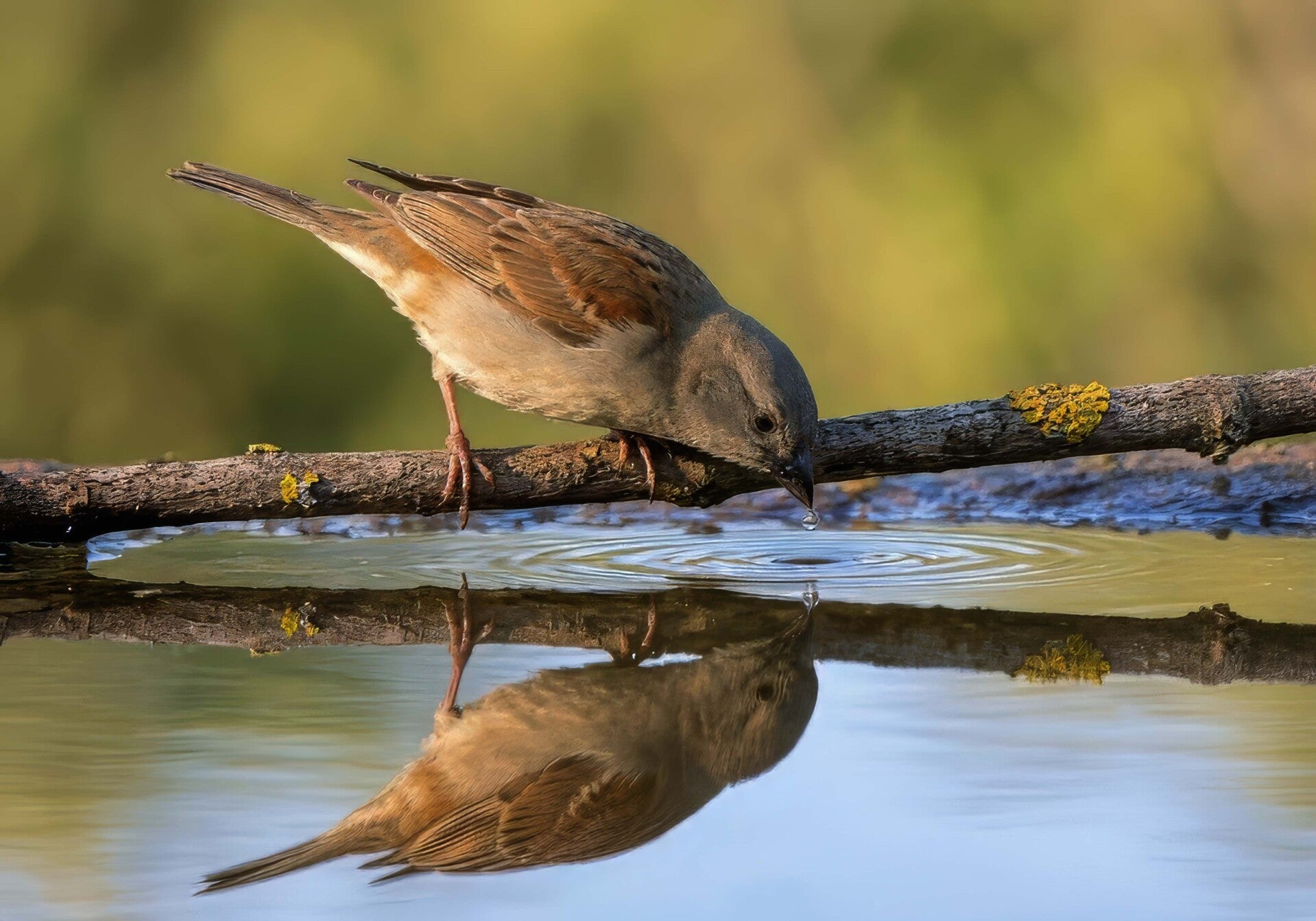 Grey-headed Sparrow in The Gambia