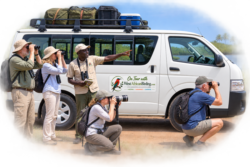 Small-group birding and photography tour travelling by private 4×4 minivan in The Gambia