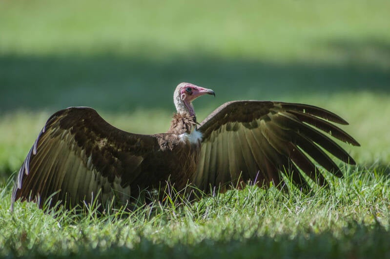 Vulture: Hooded Vulture in The Gambia with its wings spread