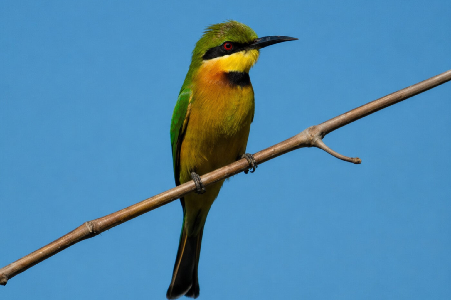 Northern Carmine Bee-eater photographed in The Gambia