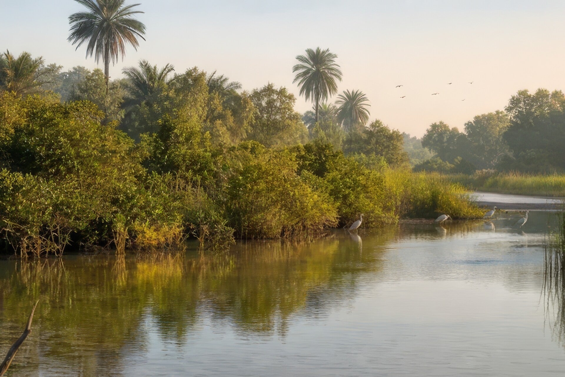 Mangrove-lined creek at Kotu Creek in The Gambia