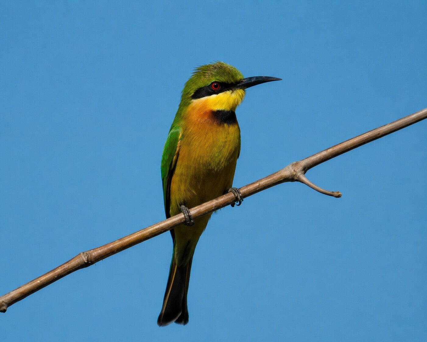 Little Bee-eater photographed on rice fields near Kotu creek