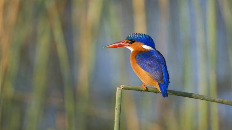 Malachite Kingfisher blink and all you see is a blue streak