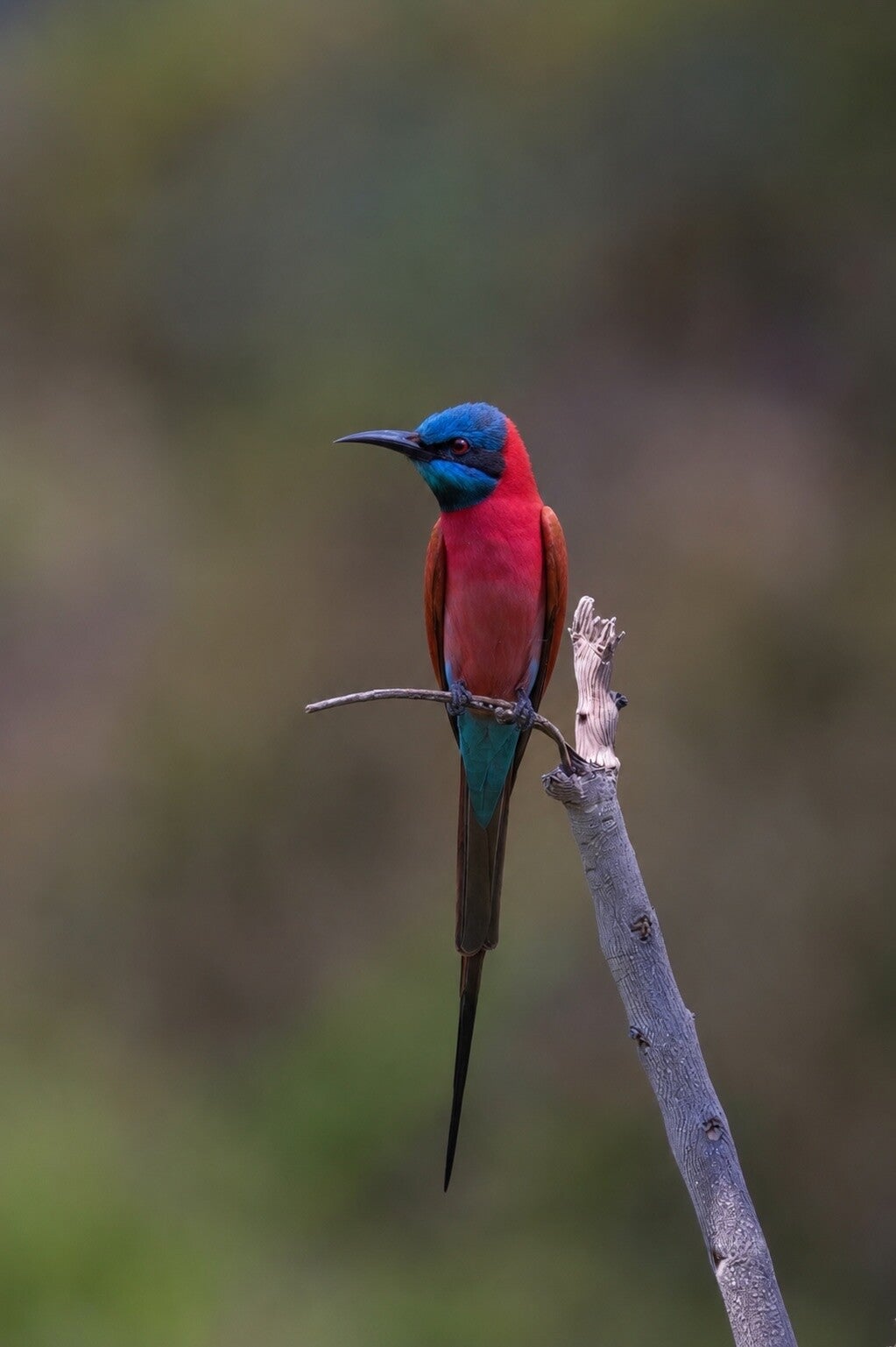 Northern Carmine Bee-eater perched looking for its next meal