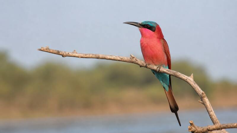 Northern Carmine Bee-eater on its regular perch on the lookout for its next winged vprey