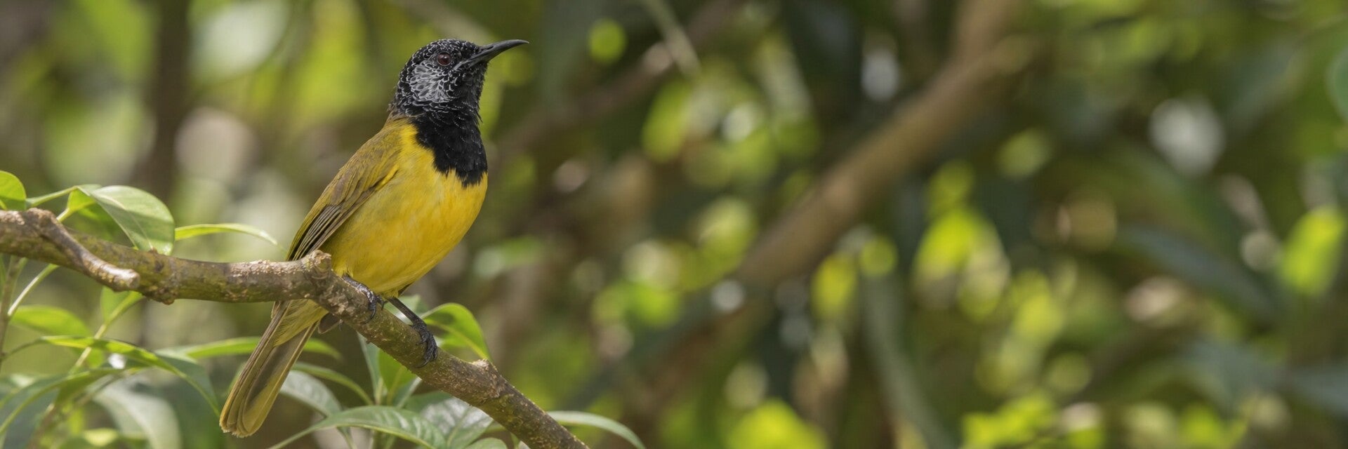 Oriole Warbler in The Gambia