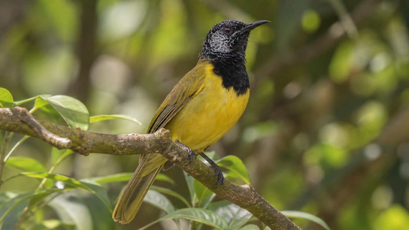 Oriole Warbler more often heard than seen.