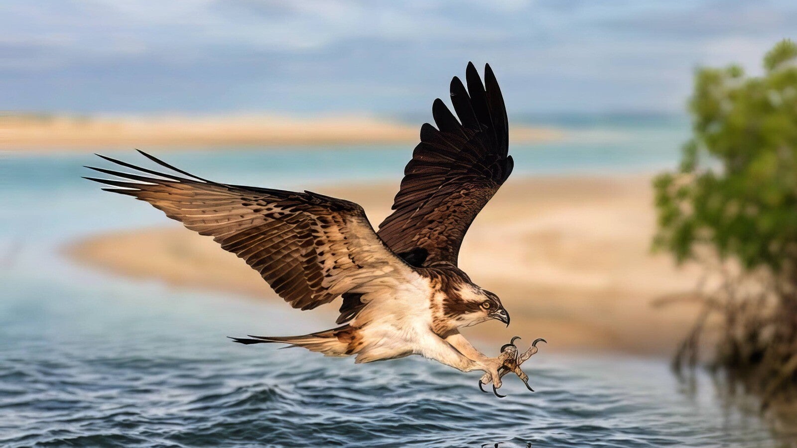 Osprey flying over water in The Gambia