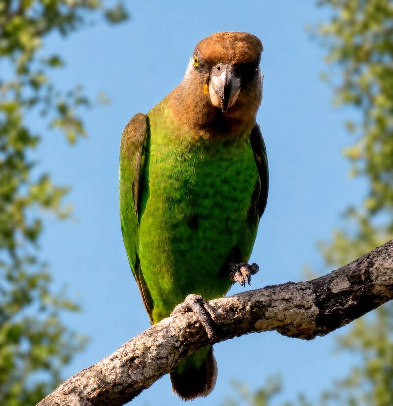 Parrot perched on a branch against blue sky and natural vegetation.