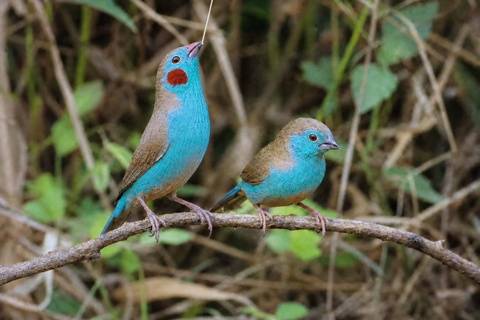 AI-assisted reconstruction of two Red-cheeked Cordon-bleus on a branch, with one holding nesting material skyward.