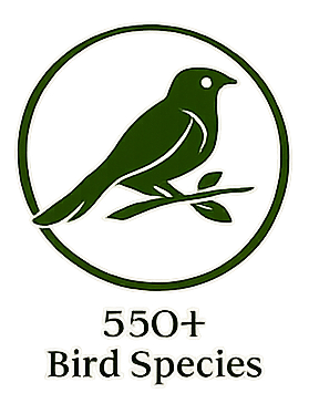 550+ Bird Species can be seen in the Gambia