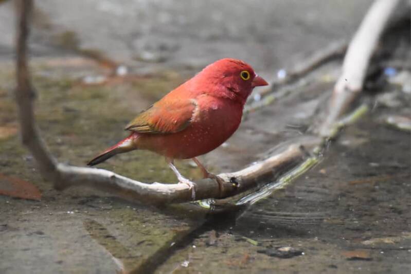Male Red-billed Firefinch drinking. Picture taken whilst on tour with Lamin