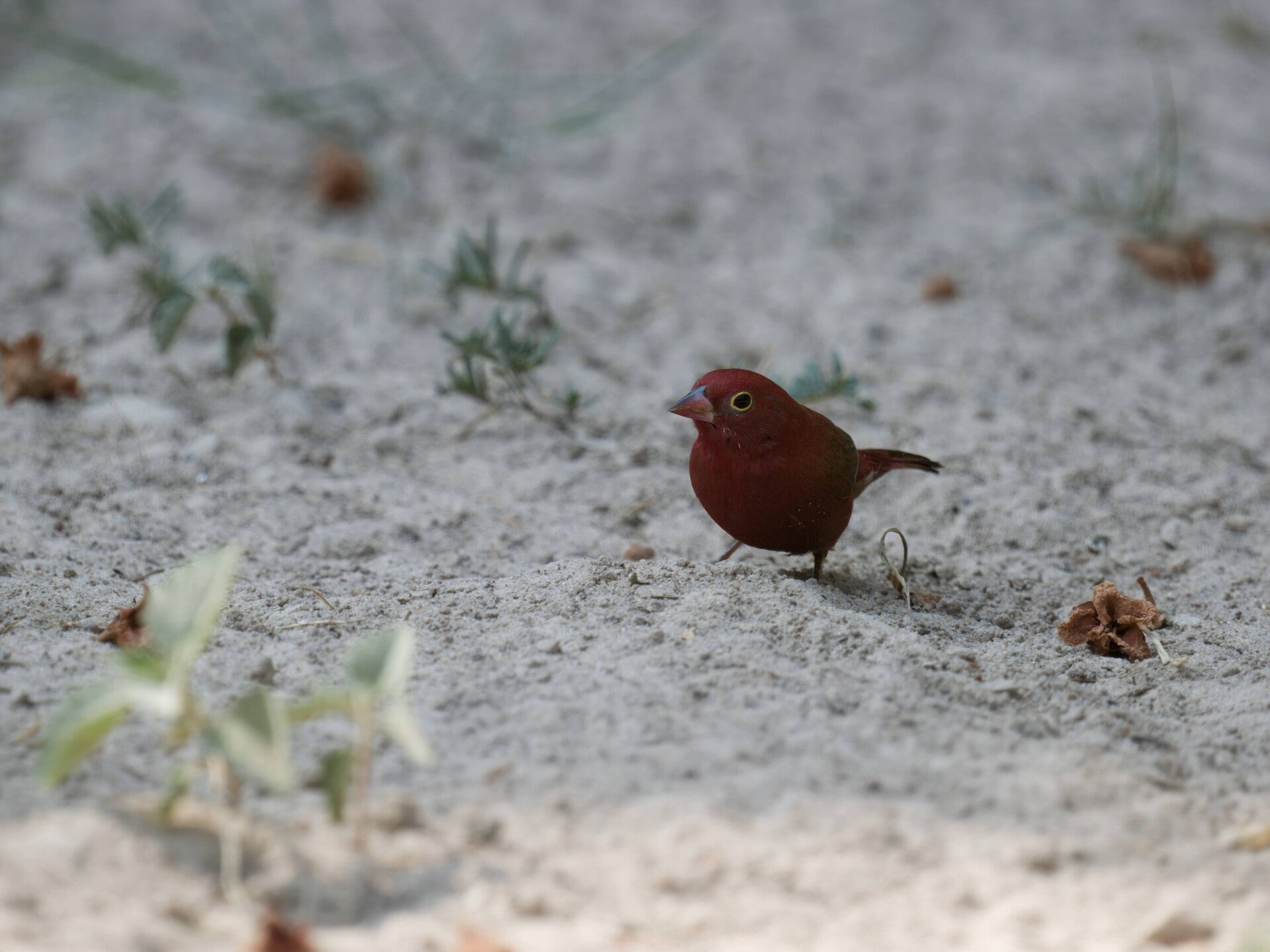 Red-billed Firefinch in The Gambia