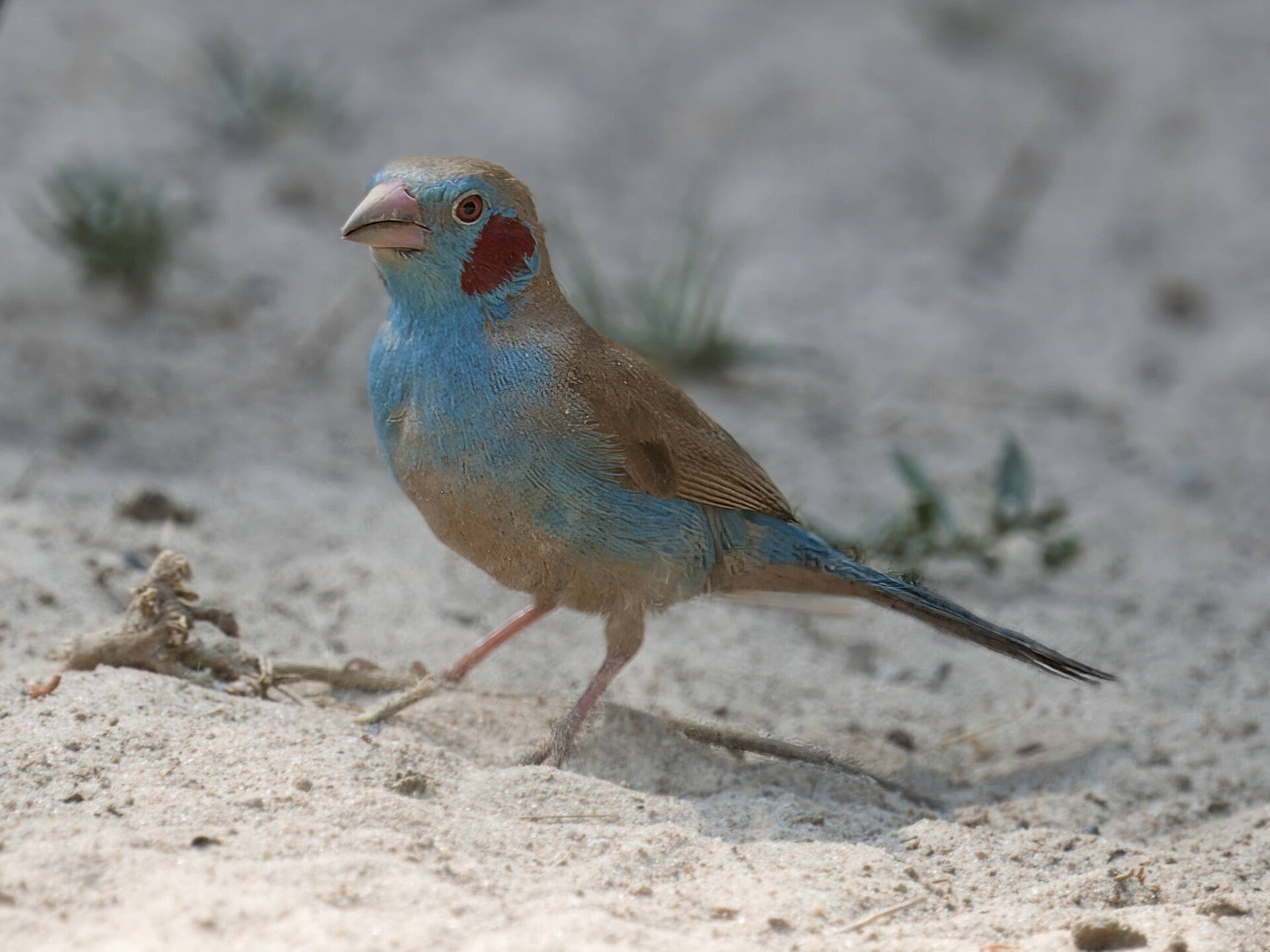 Red-cheeked Cordon-bleu in The Gambia