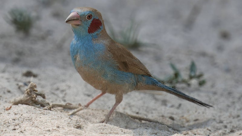 Red-cheeked Cordon-bleu in The Gambia