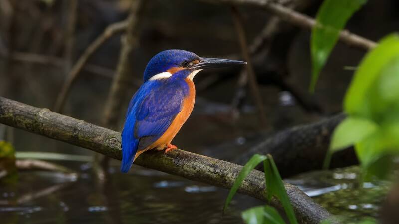 Shining-blue Kingfisher a truely dazeling gem of a bird