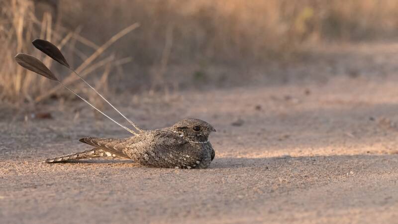 Standard-winged Nightjar at rest on the ground