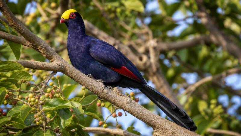 Violet Turaco a shy bird of dense woodland