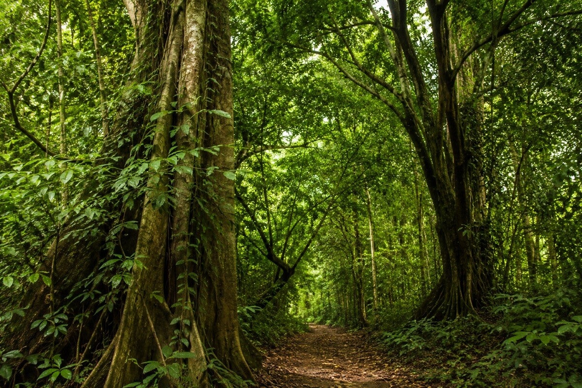 Dense tropical woodland in Abuko Nature Reserve