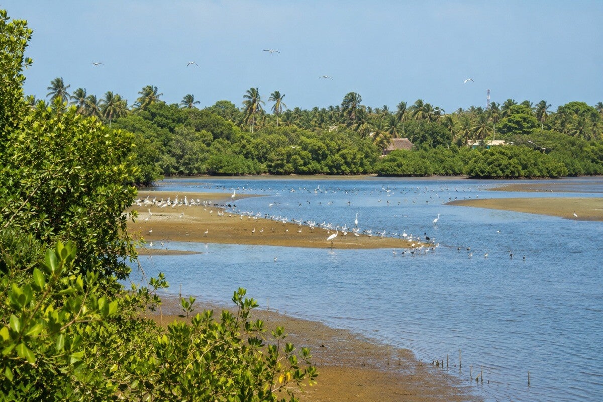 Coastal habitat at Tanji Bird Reserve in The Gambia