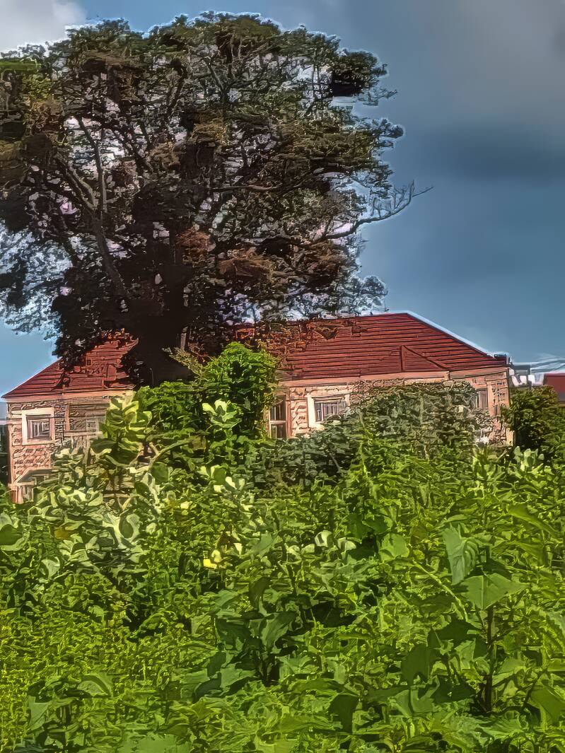 A tree in full leaf showing a good sized nesting colony of White-billed Buffalo-weavers