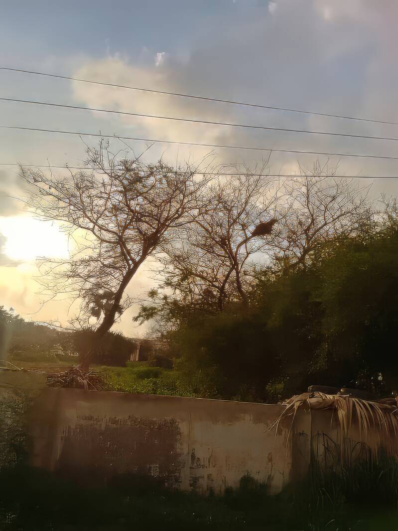 A bare tree showing a very small colony of White-billedBuffalo-weavers