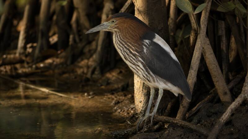Secretive White-backed Night Heron