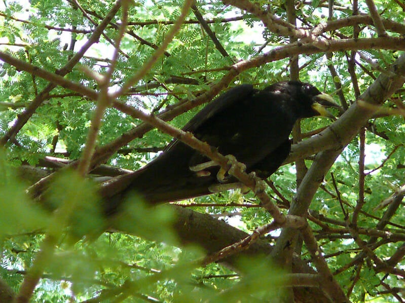 White-billed Buffalo-Weaver perched in an Acacia tree in The Gambia