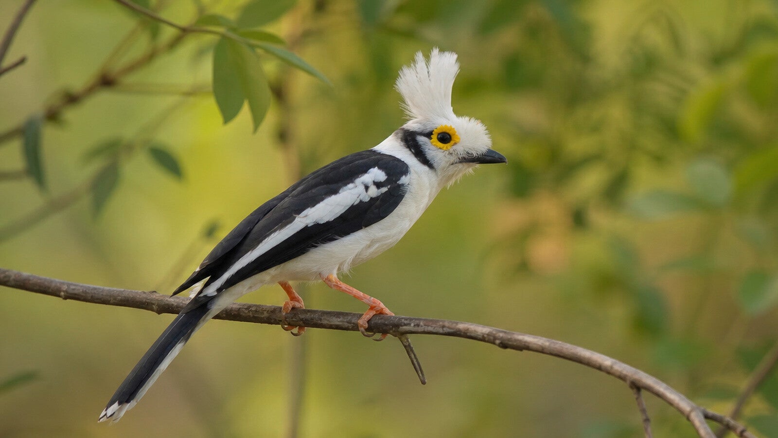White Helmetshrike a stikingly coulored bird, not easy to spot