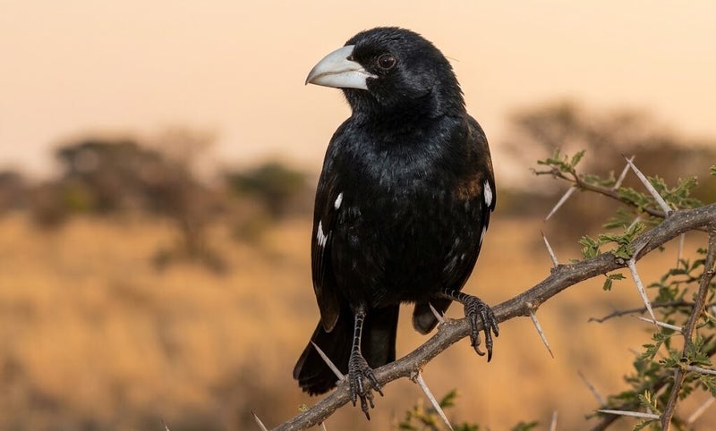 White-billed Buffalo-Weaver in The Gambia