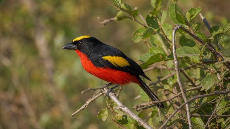 Yellow-crowned Gonolek a noisy bird with equisit colouration