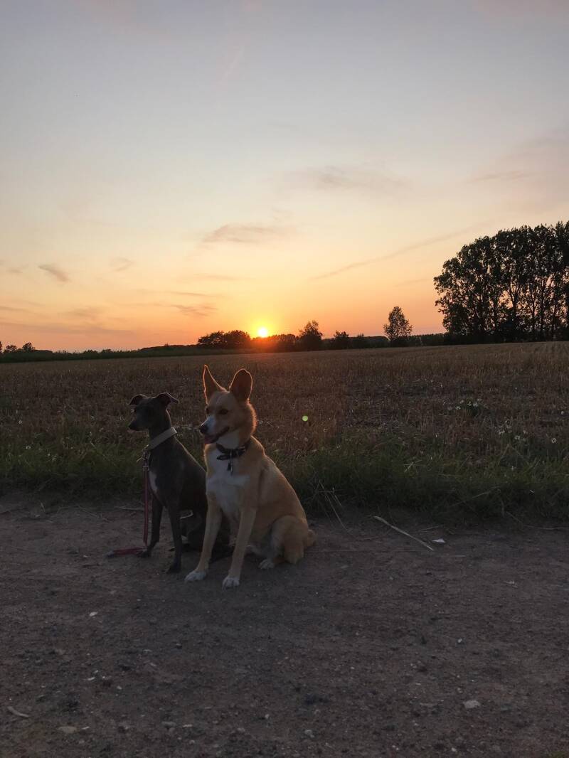 Hond klaar voor vakantie – reistips DAP Animalia Beernem