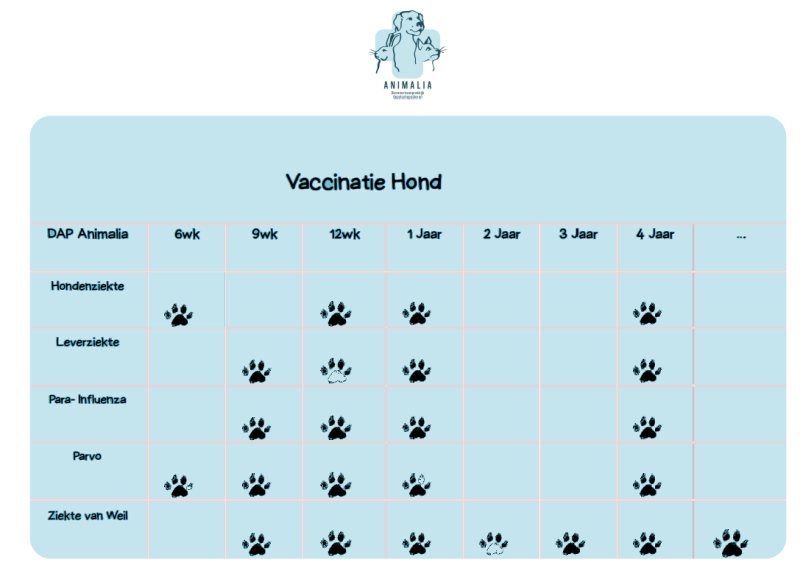 Hond bij dierenarts voor vaccinatie – DAP Animalia Beernem