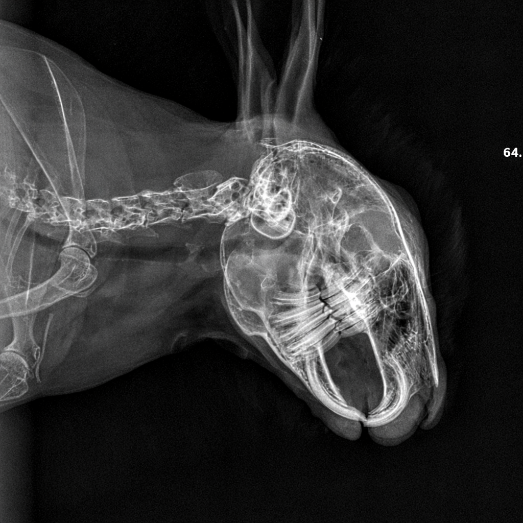 Konijnentanden groeien levenslang – tandcontrole konijn