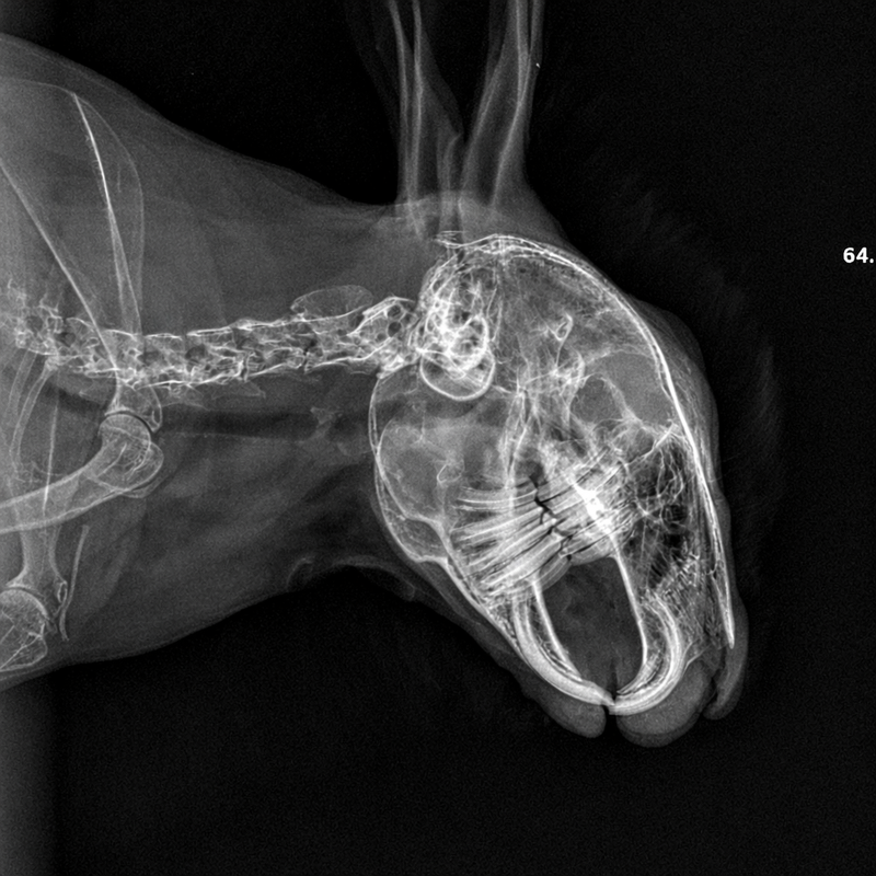 Konijnentanden groeien