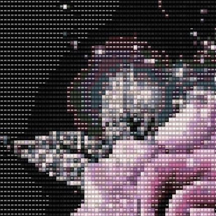 2-offene-rosa-rosen-von-oben-die-blätter-silbrig-glänzend-auf-schwarzem-hintergrund.