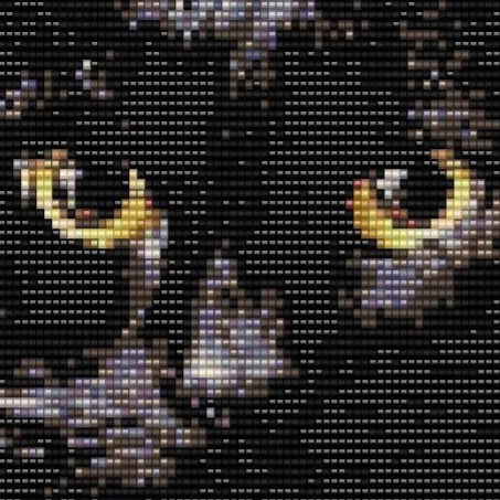 Muster eines edlen schwarzen Katers mit strahlend gelben Augen.