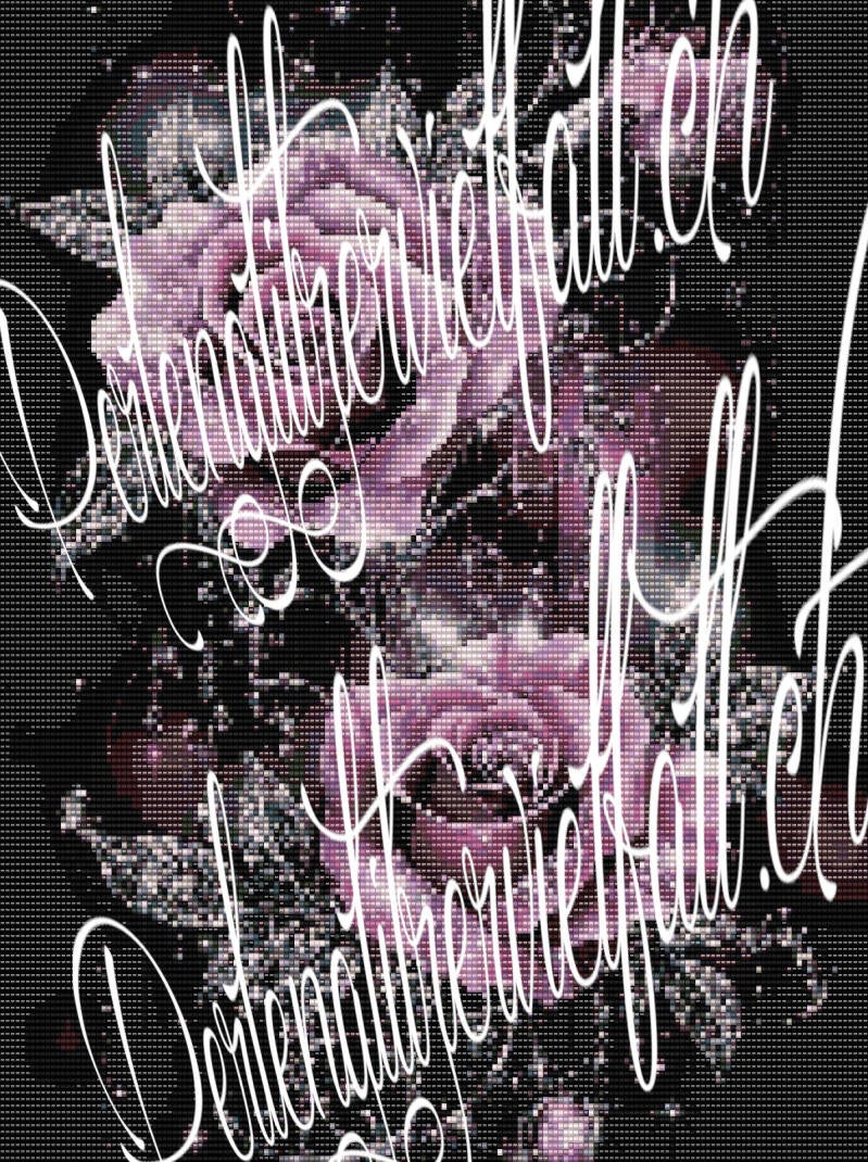 2-offene-rosa-rosen-von-oben-die-blätter-silbrig-glänzend-auf-schwarzem-hintergrund.