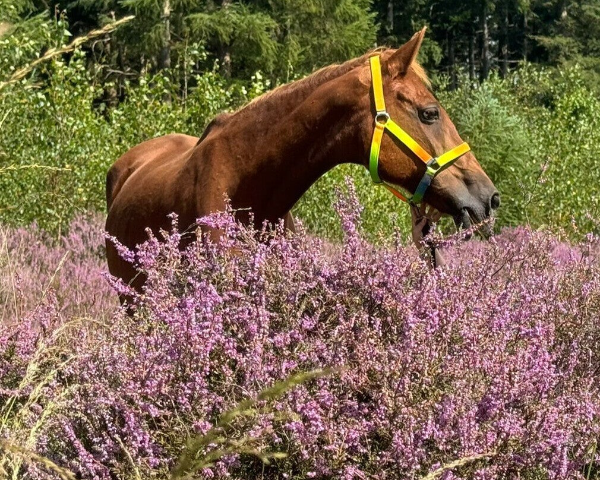 Beau-Jolie met pensioen