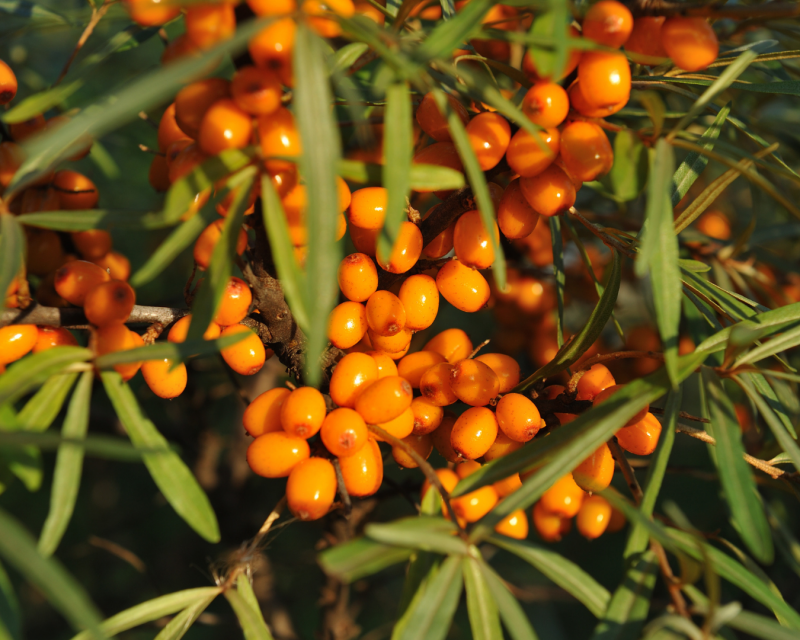 Sanddorn mit reifen orangefarbenen Früchten in der Natur