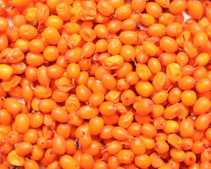 Reife Sanddornbeeren als natürliche Quelle für Vitamin C