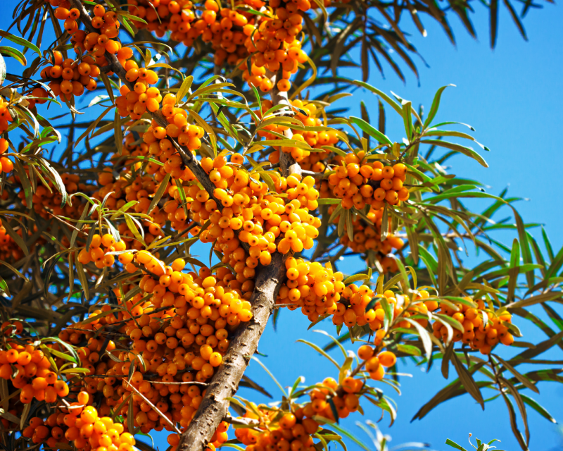 Sanddorn – vitaminreiche Heilpflanze mit orangefarbenen Früchten
