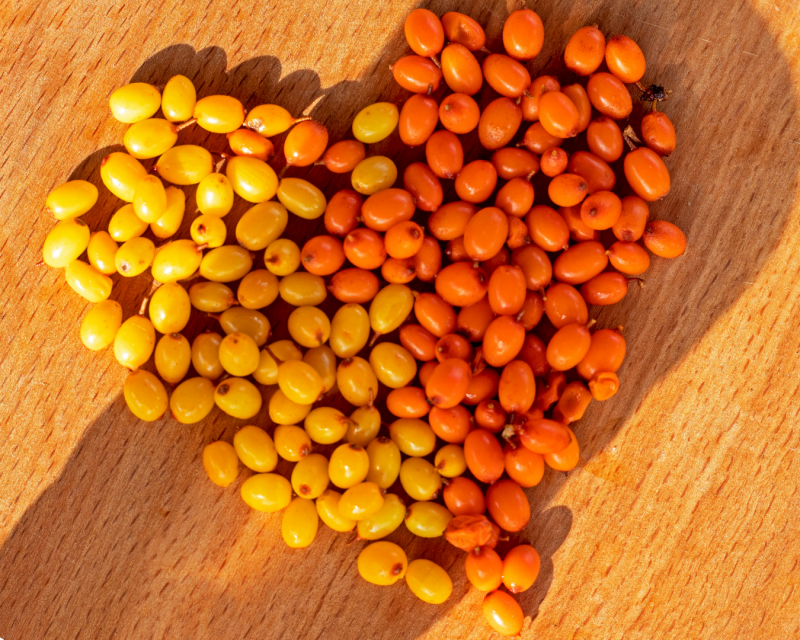 Sanddornbeeren – Heilpflanze für Haut und Immunsystem