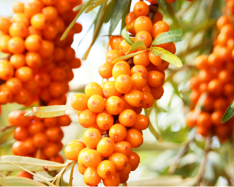 Leuchtend orange Sanddornbeeren am Sanddornstrauch